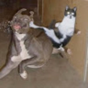 Meet your Posher, Samuel